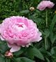 Peony Sarah Bernhardt - One 3/5 Eye Rhizome