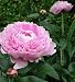 Peony Sarah Bernhardt - One 3/5 Eye Rhizome