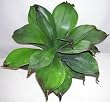 19" Potted Artificial Agave Plant