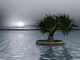 Bonsai Tree - 48