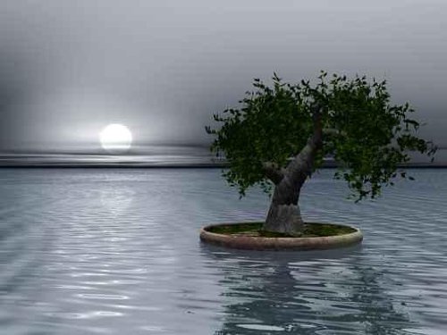 Bonsai Tree - 48