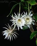 Wallmonkeys Peel and Stick Wall Decals - Epiphyllum Oxypetalum - Removable Graphic