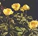 Golden Mloko Peony 4 Seed/Seeds - Paeonia