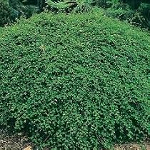 Shrub Plants - Stephanandra 'Crispa'