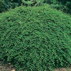 Shrub Plants - Stephanandra 'Crispa'