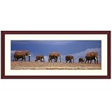 African Elephant Herd in Kenya