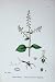 Botany Plants C1902 Common Enchanter'S Nightshade