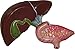 Herindera Human Liver RS.300.00