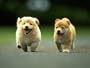 Obedience Training Video Two