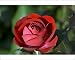 Photographic Prints of Floribunda rose (Rosa The Times) from Science Photo Library