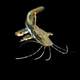 タイガーシャベルノーズキャット（約8cm）＜1匹＞[生体]