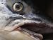 Close View of the Eye and Mouth of a Dead Fish Photographic Poster Print, 24x18
