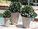 Preserved Boxwood Ball In Pot 3pc Set (4