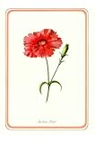 GARDEN FLOWERS 12 7