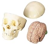 SKULL WITH BRAIN HUMAN BODY MODEL