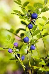 Huckleberry Medium Pillar
