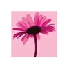 Posters: Flowers Poster Art Print - Pink Daisy (16 x 16 inches)