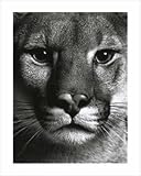 Puma Poster Print, 15.75x19.75