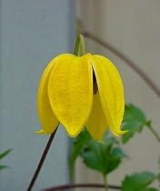 1 Golden Clematis Vine -POTTED/STAKED- SALE*