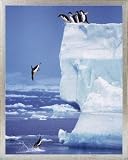 Pingouins Mini Poster et Cadre (Alu) - Plongée d´Iceberg I (50 x 40cm)