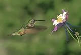 TUFTOP Cutting Board TT99822 Hummingbird  Columbine - Medium (12' 'x16' ')