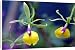 Canvas Prints of Epicattleya Rene Marques, Flame Thrower Orchid from Prints Prints Prints