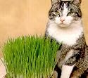 Catgrass (Sweet Oats for Cats) - 900 Seeds
