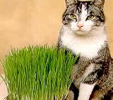 Catgrass (Sweet Oats for Cats) - 900 Seeds