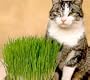 Catgrass (Sweet Oats for Cats) 900 Seeds - Herb