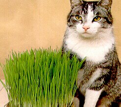 Catgrass (Sweet Oats for Cats) - 900 Seeds