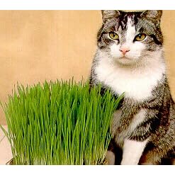 Catgrass (Sweet Oats for Cats) - 900 Seeds by 