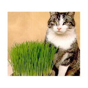 Catgrass (Sweet Oats for Cats) 900 Seeds - Herb by 
