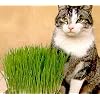 Catgrass (Sweet Oats for Cats) 900 Seeds - Herb