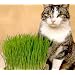Catgrass (Sweet Oats for Cats) - 900 Seeds