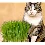 Catgrass (Sweet Oats for Cats) - 900 Seeds
