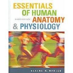 Essentials Human Anatomy Physi