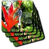Insects - Dragon Fly - Coasters