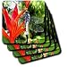 Insects - Dragon Fly - Coasters
