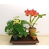 Plant Watering Humidity Tray 102 (26" x 10.5" x 2-1/4")