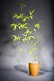 Buddha Belly Bonsai Indoor Outdoor in 7 Ceramic Orchid Pot Makes Unique Gift for Home Decor or Office Decor Great for Interior Design or Patio Decor Evergreen Perennial Clumping Grass Orchid Container with attached Saucer Great Green Holiday Gift FREE SHIPPING