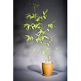 Buddha Belly Bonsai Indoor Outdoor Ceramic Pot by Buddha Belly Bonsai