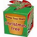 Grow Your own christmas tree