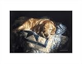 Snooze by Sueellen Ross,17 in. x 13.5 in.