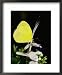 A Common Grass Yellow Butterfly Feeds on a Flower Animals Framed Art Poster Print by Jason Edwards, 18x22
