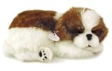 Perfect Petzzz Shih Tzu