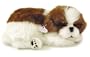 Perfect Petzzz Shih Tzu