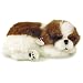Perfect Petzzz Shih Tzu