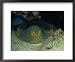 Blue Spotted Sting Ray, Ras Mohammed, Red Sea Framed Art Poster Print by Gerard Soury, 22x18