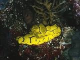 Yellow Nudibranch or Sea Slug, Notodoris Minor, Solomon Islands Collections Photographic Poster Print, 12x16