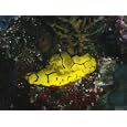 Yellow Nudibranch or Sea Slug, Notodoris Minor, Solomon Islands Photographic Poster Print, 12x9